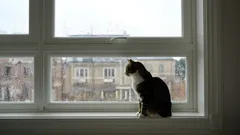 Mitä kissa tekee, kun jää yksin? Lemmikkisi salainen elämä, jota et ole osannut arvata